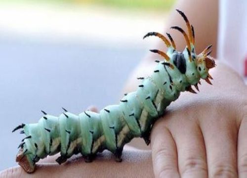 据悉,该毛虫是角蠋蛾的幼虫.